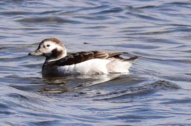Long-tailed Duck - ML84519651