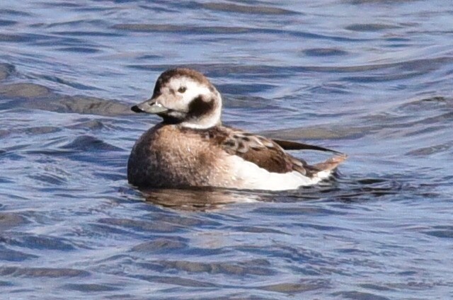 Long-tailed Duck - ML84519661