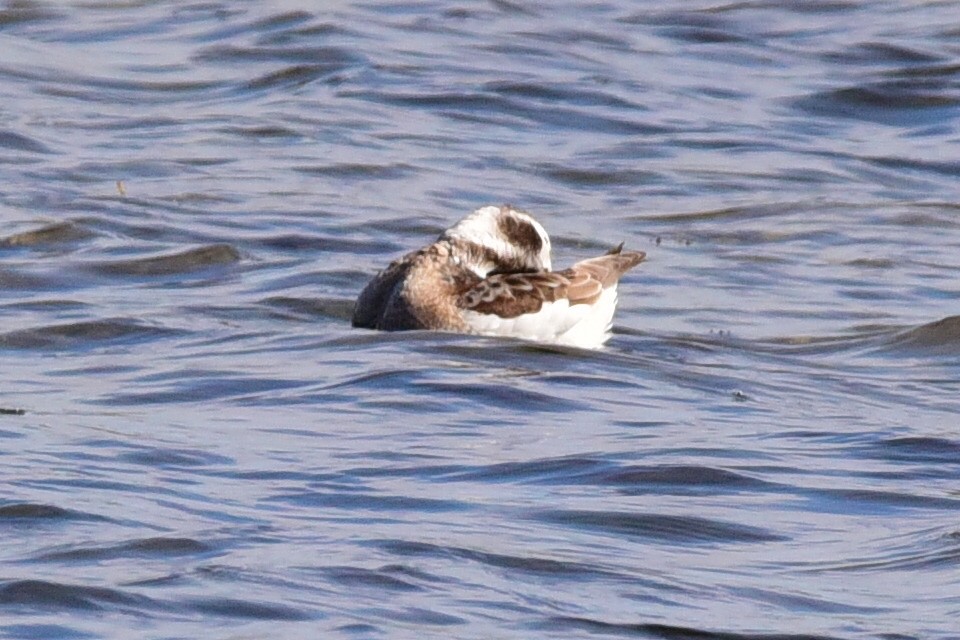 Long-tailed Duck - Anonymous
