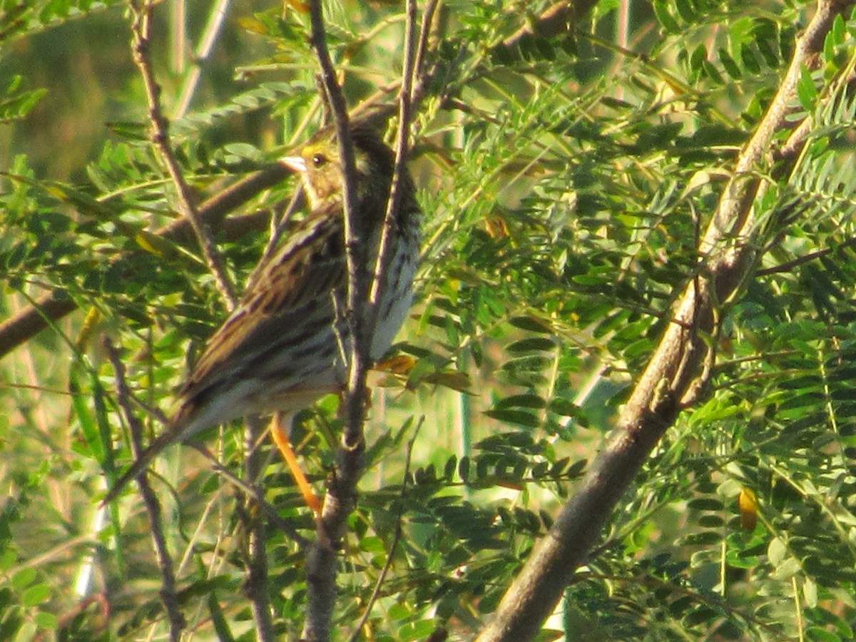 Savannah Sparrow - ML84520381