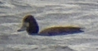 Greater Scaup - Paul Conover