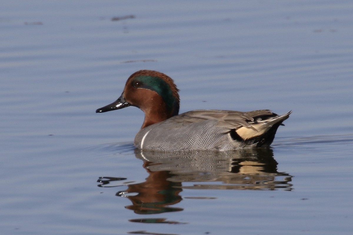 Green-winged Teal - ML84523261