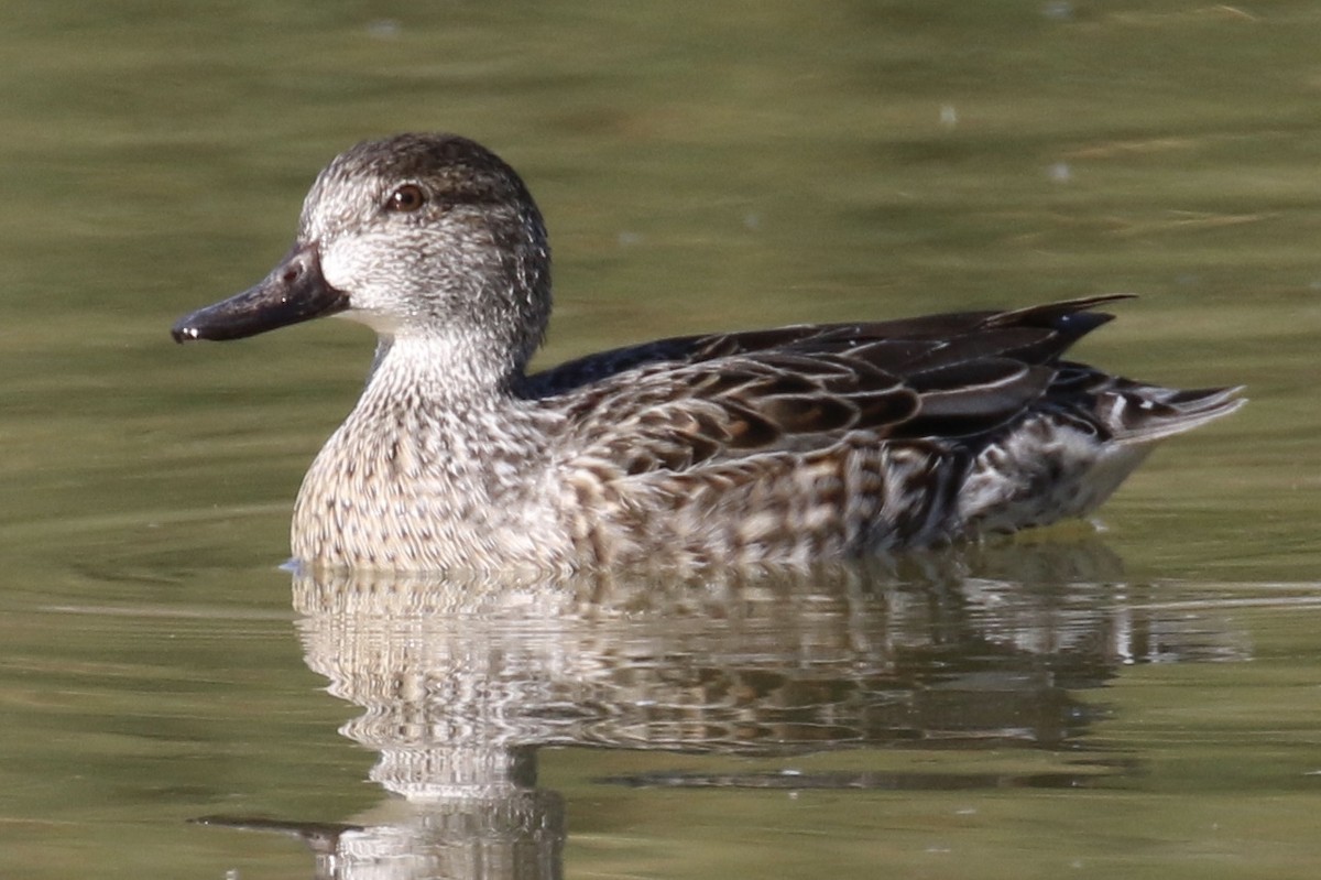 Green-winged Teal - ML84523271