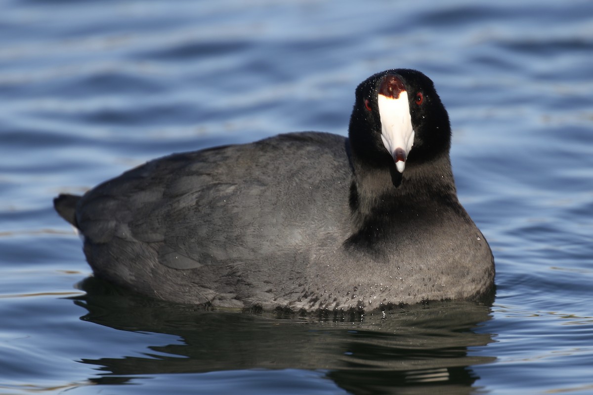 American Coot - Arnold Skei