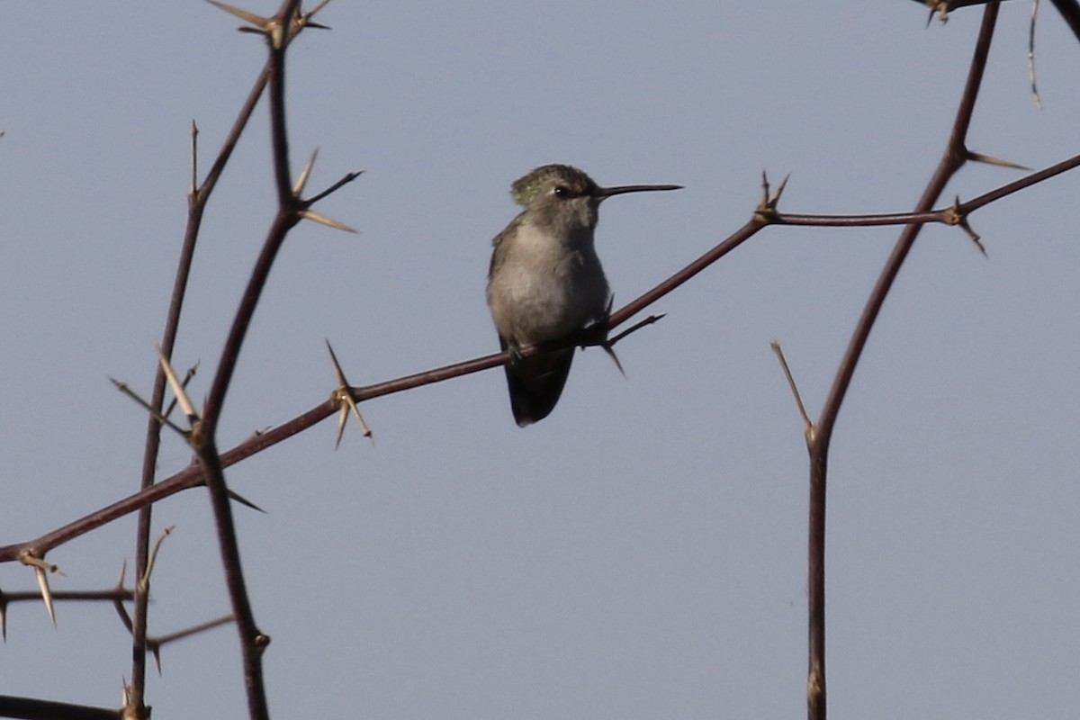 Costa's Hummingbird - ML84524571