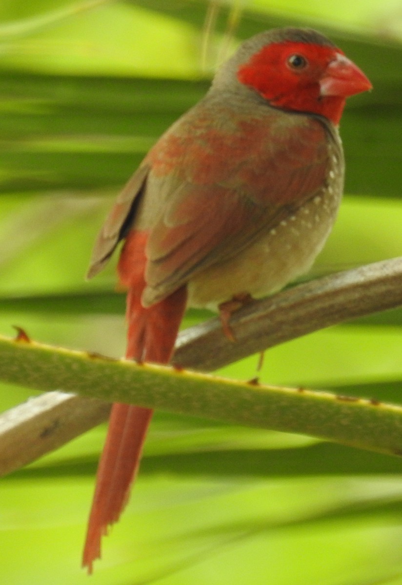 Crimson Finch - ML84524781