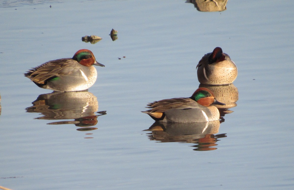 Green-winged Teal - Mark Patterson