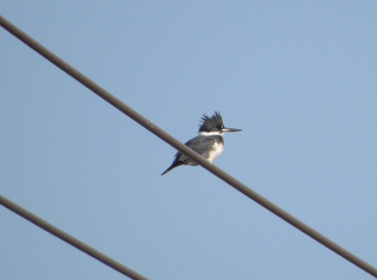 Belted Kingfisher - Mark Patterson