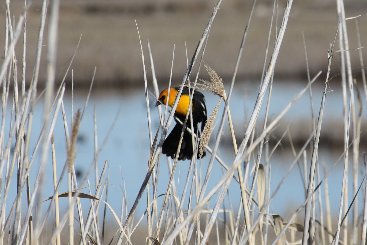 Yellow-headed Blackbird - ML84527861