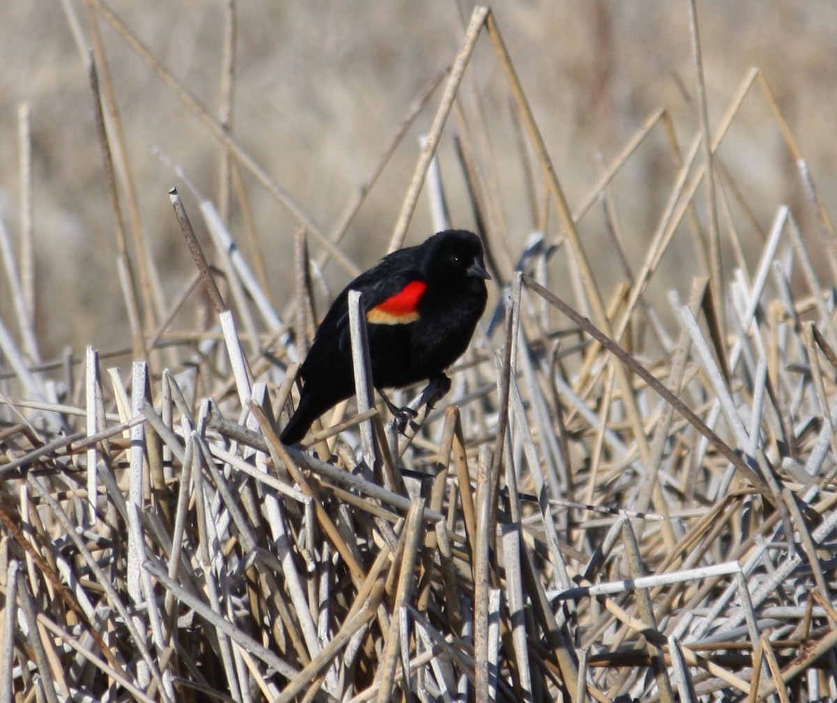 Red-winged Blackbird - ML84527891