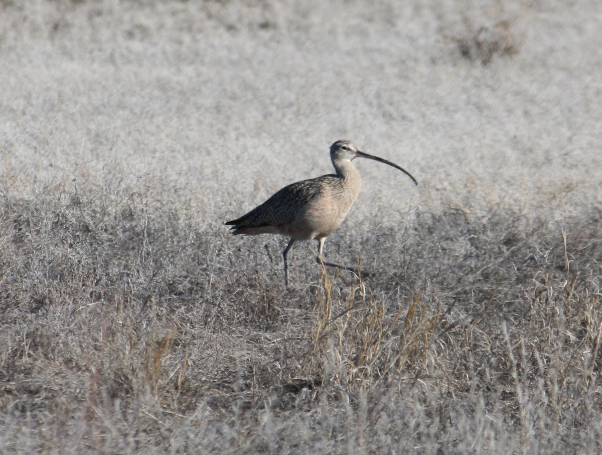 Long-billed Curlew - ML84528131