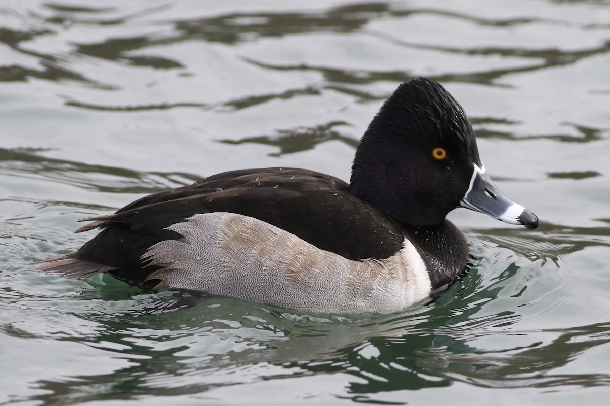 Ring-necked Duck - ML84528791