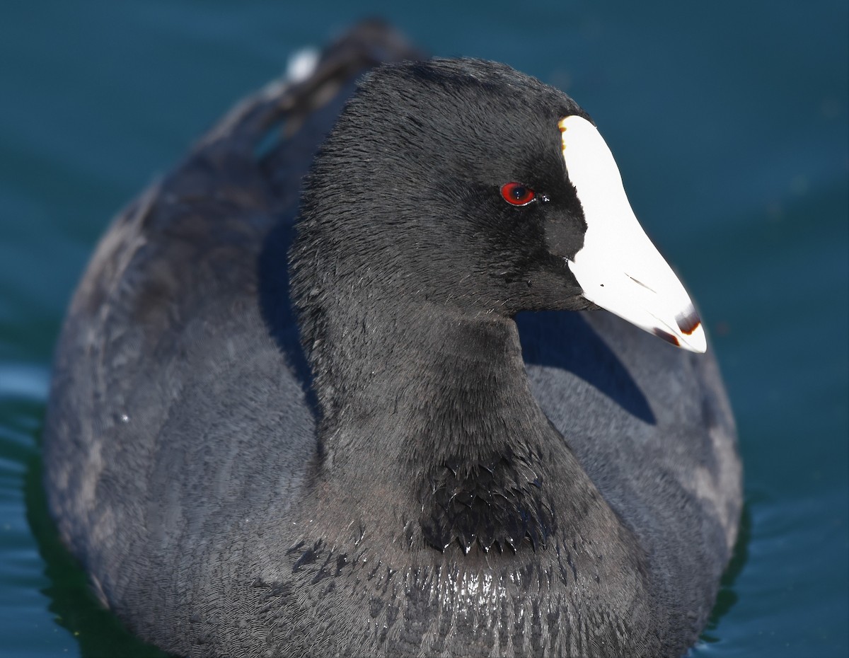 American Coot (Red-shielded) - Chris Rohrer