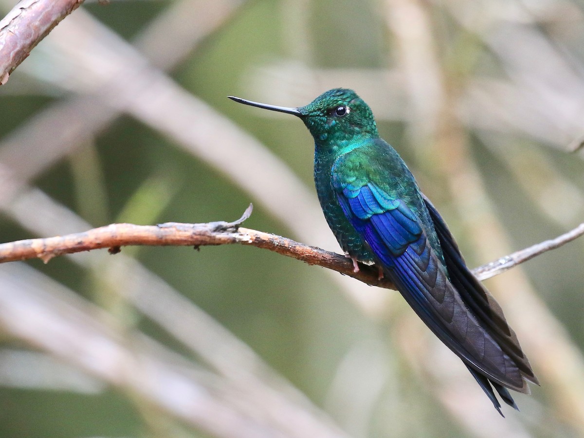 kolibřík modrokřídlý - ML84530491