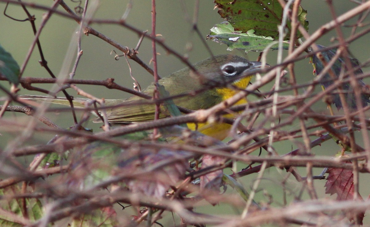 Yellow-breasted Chat - Gary Leavens