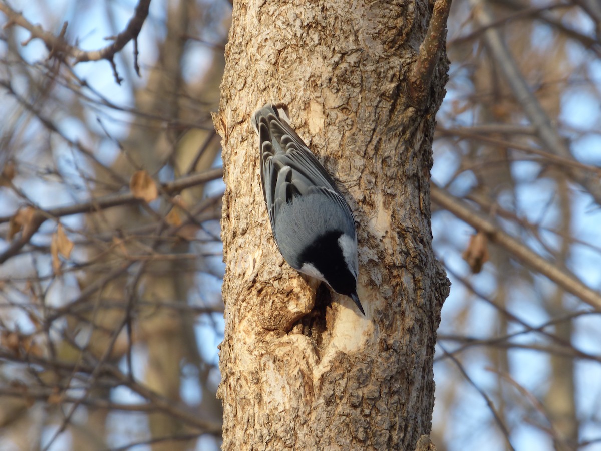 White-breasted Nuthatch - ML84541781