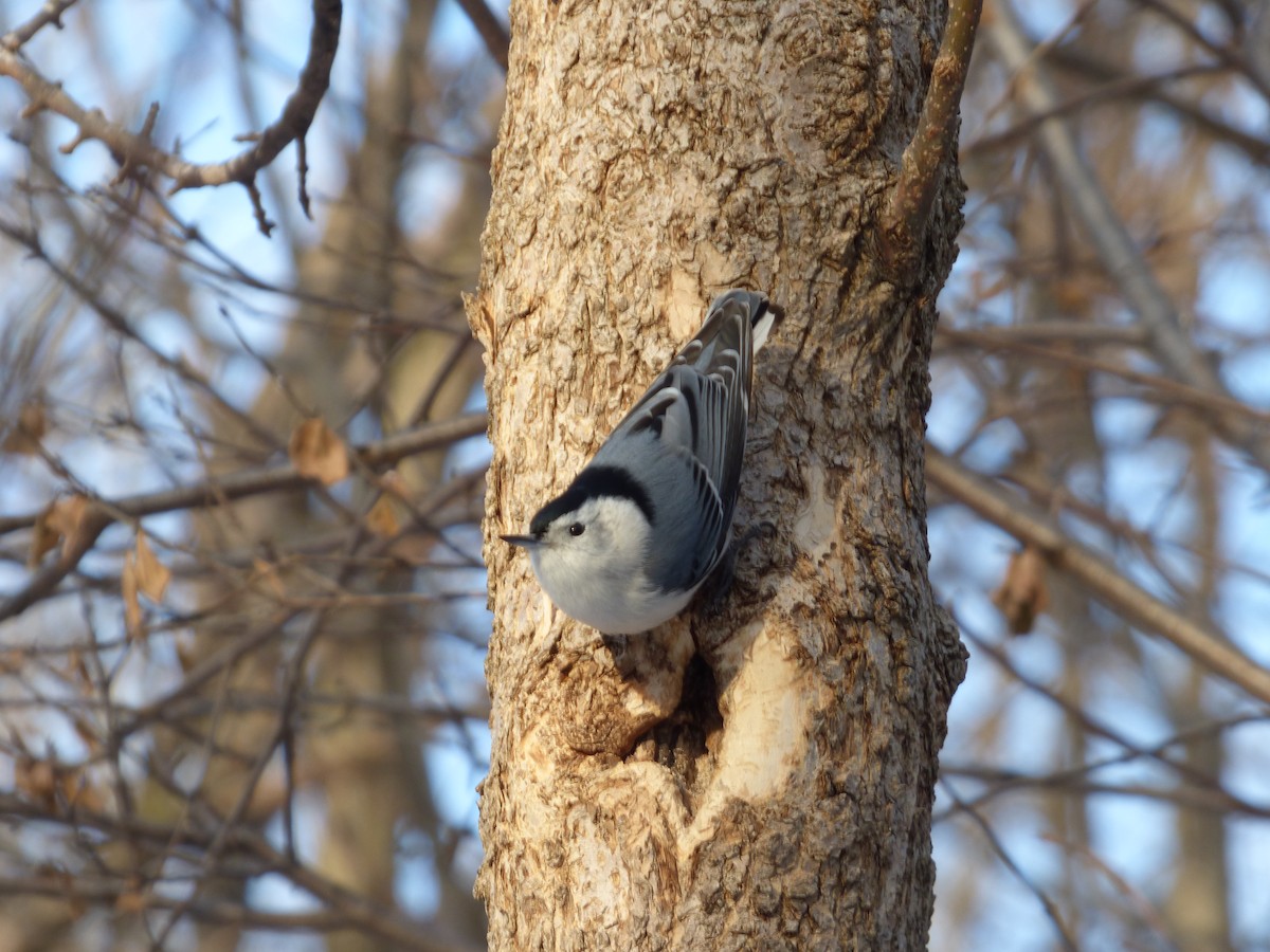White-breasted Nuthatch - ML84541811