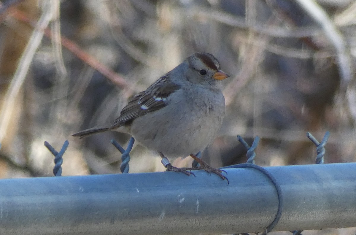 White-crowned Sparrow - ML84543461
