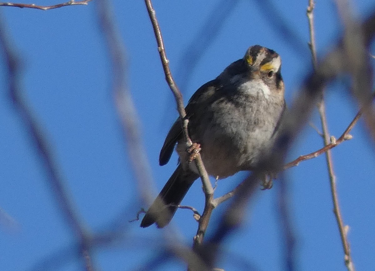 White-throated Sparrow - ML84543481