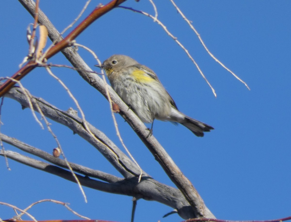 Yellow-rumped Warbler (Audubon's) - ML84543841