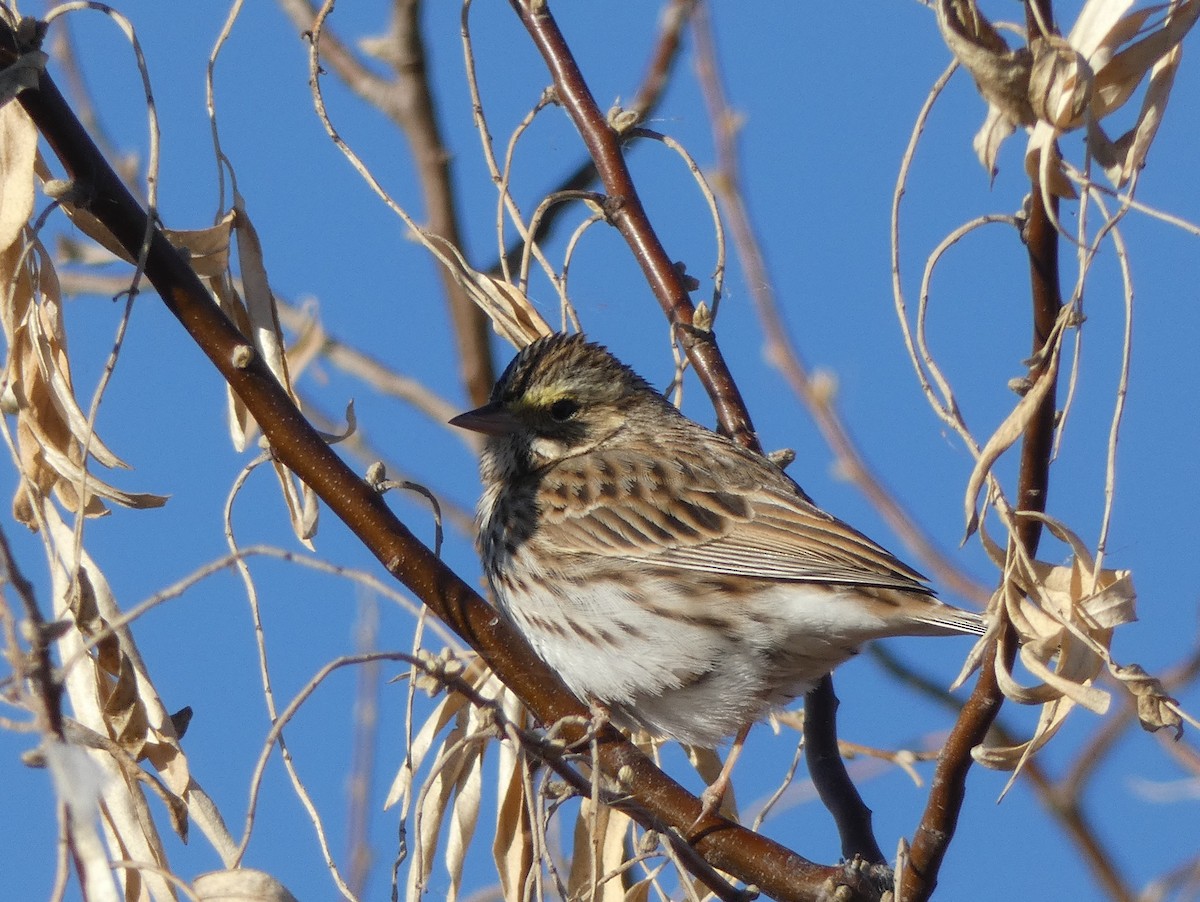 Savannah Sparrow - ML84543901