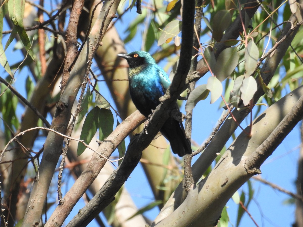 Lesser Blue-eared Starling (Miombo) - Nick Hudson
