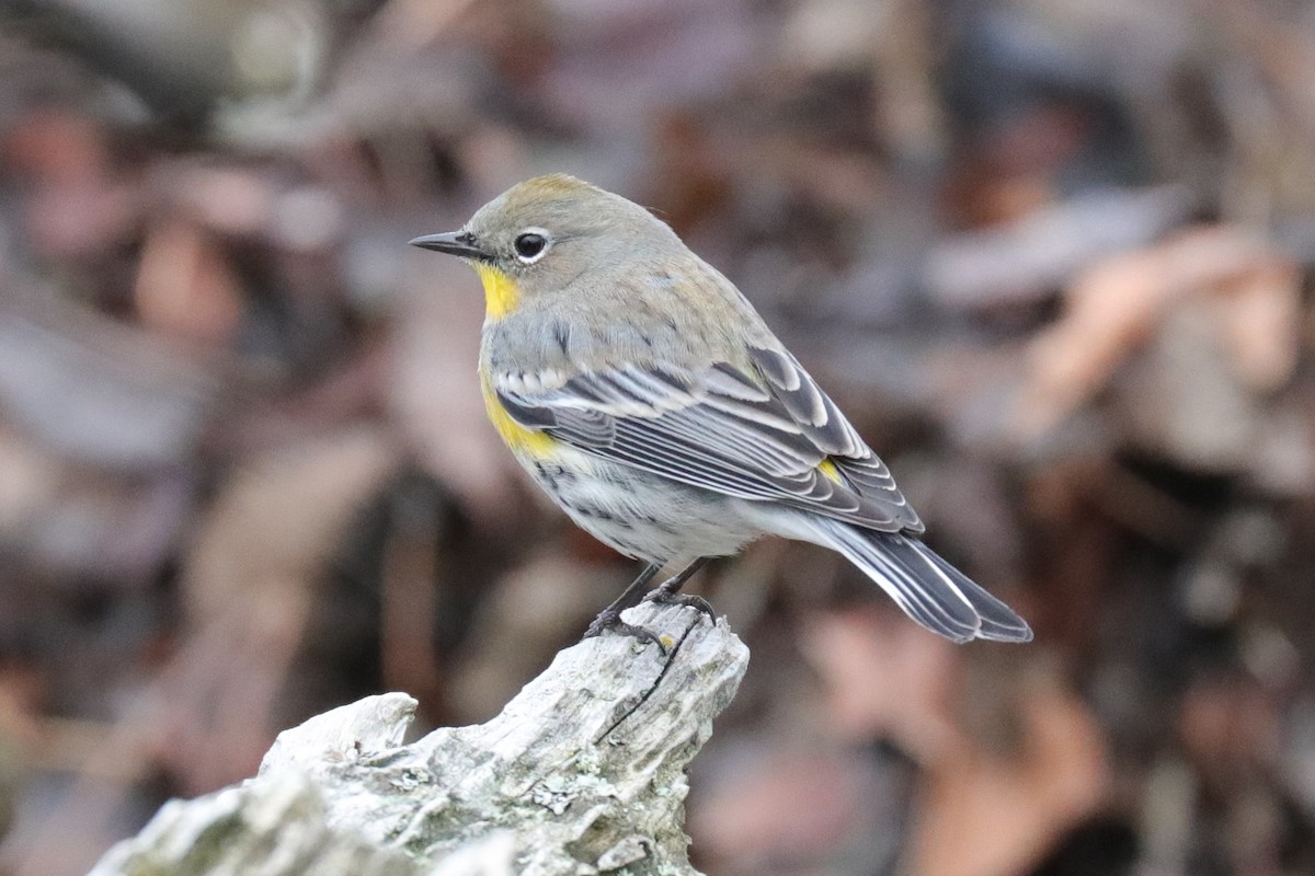 Yellow-rumped Warbler (Audubon's) - Warren Cronan