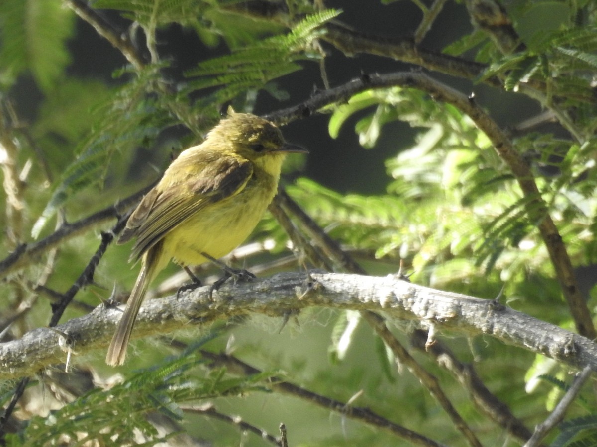 African Yellow-Warbler - ML84545081