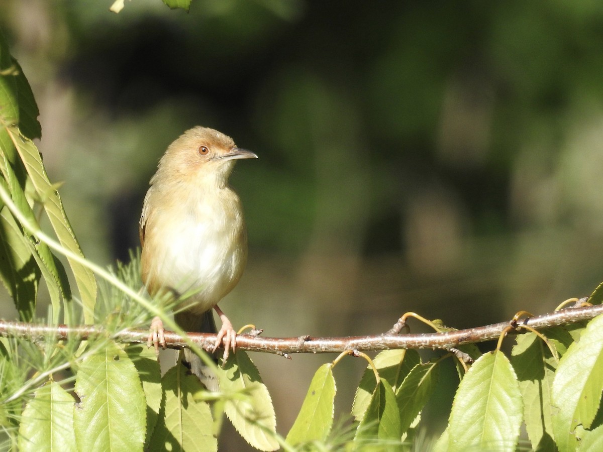 Red-faced Cisticola - Nick Hudson
