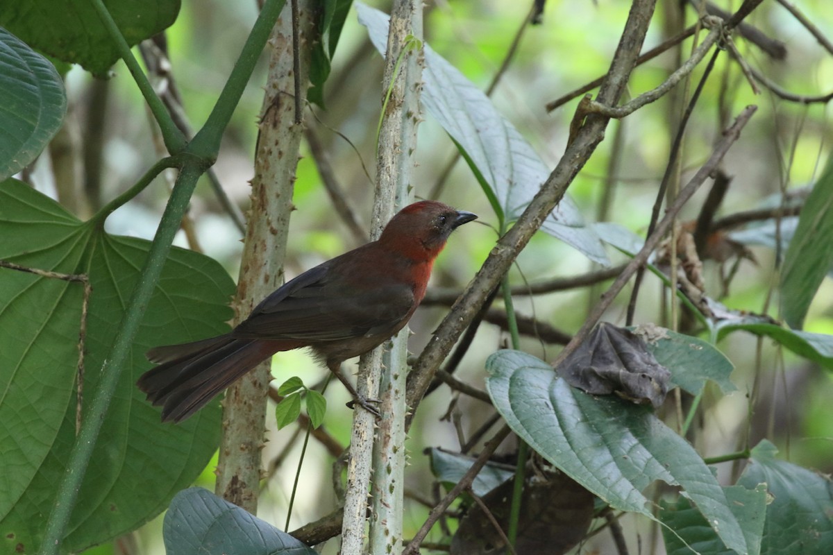 Red-throated Ant-Tanager - ML84545681