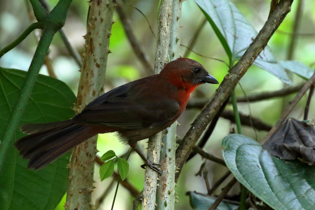 Red-throated Ant-Tanager - ML84545711