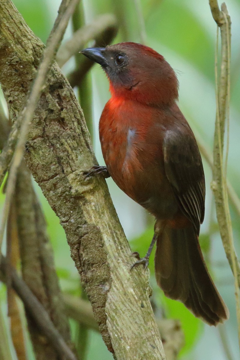 Red-throated Ant-Tanager - ML84545721
