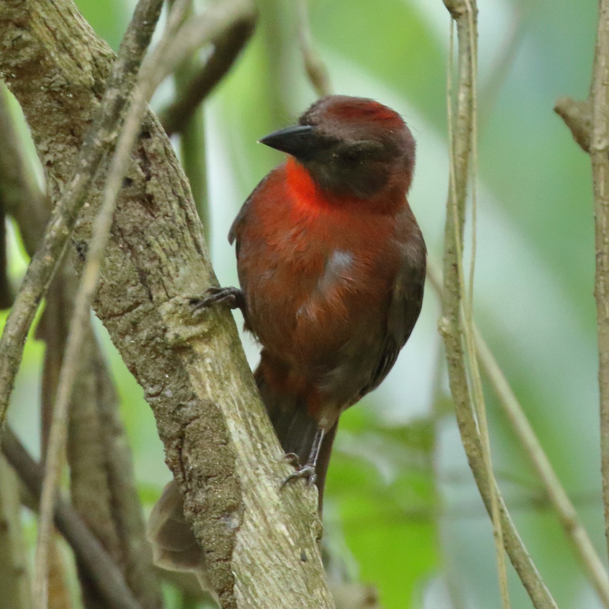 Red-throated Ant-Tanager - ML84545741