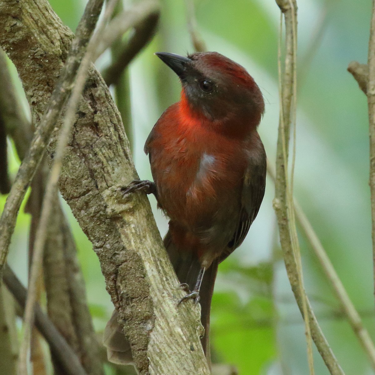 Red-throated Ant-Tanager - ML84545751