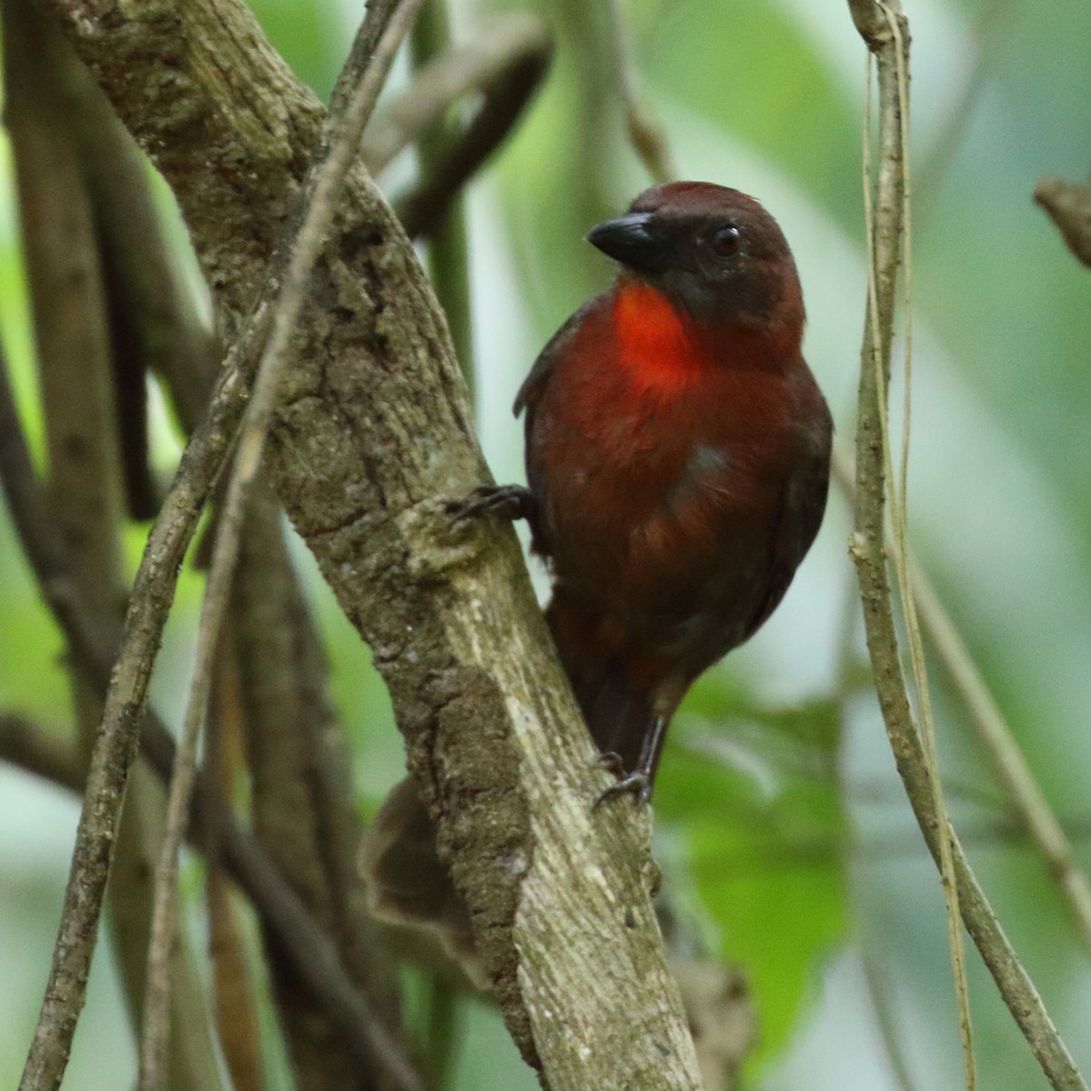 Red-throated Ant-Tanager - ML84545761