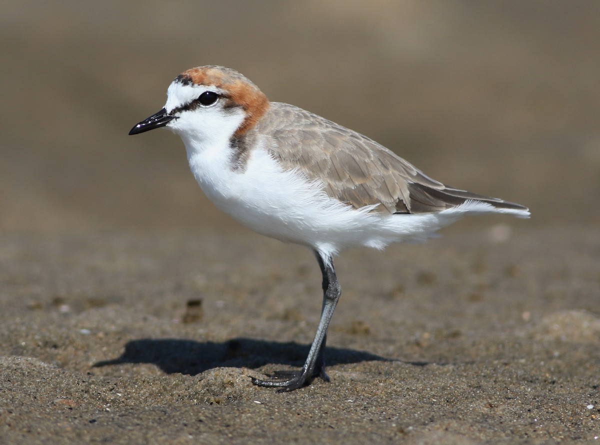 Red-capped Plover - ML84547131
