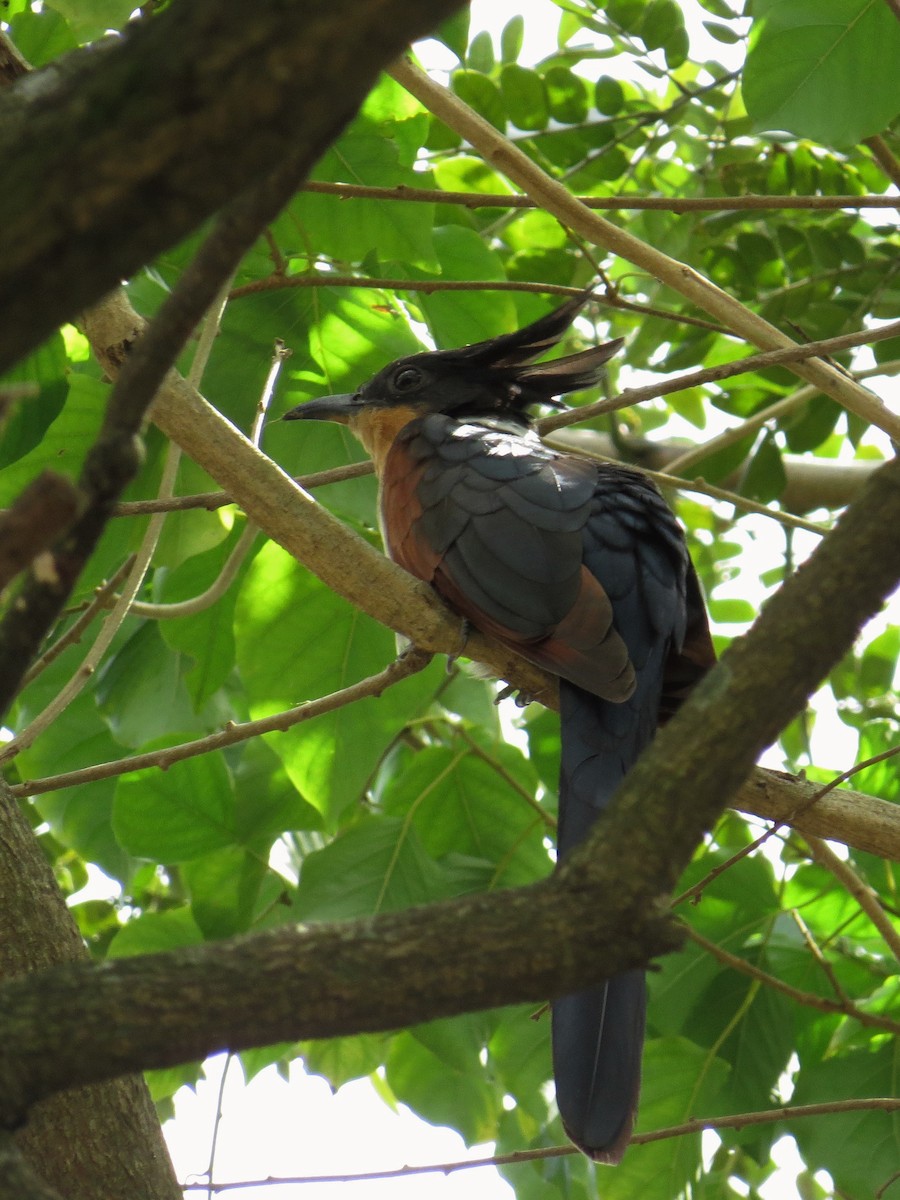 Chestnut-winged Cuckoo - George Inocencio