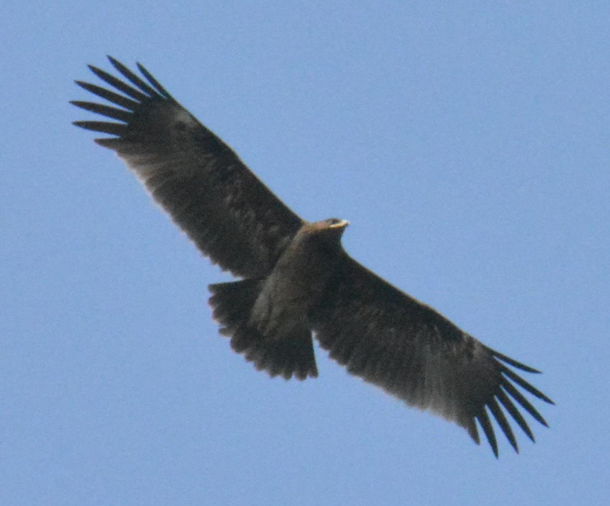 Greater Spotted Eagle - ML84548351