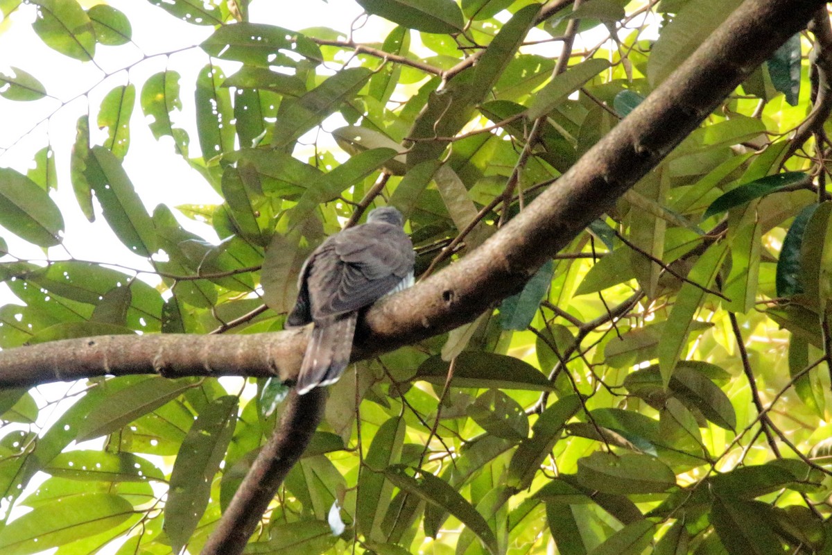 Indian Cuckoo - ML84549001