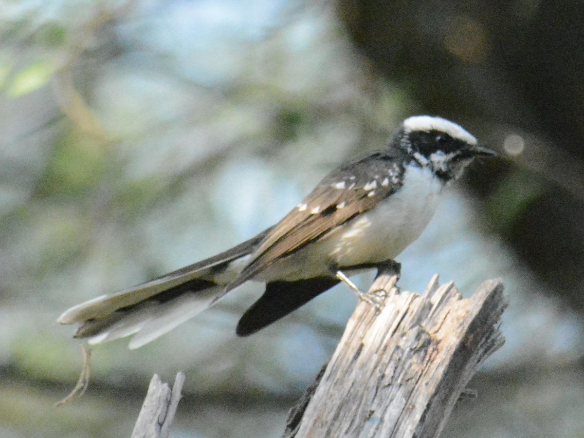 White-browed Fantail - ML84549711
