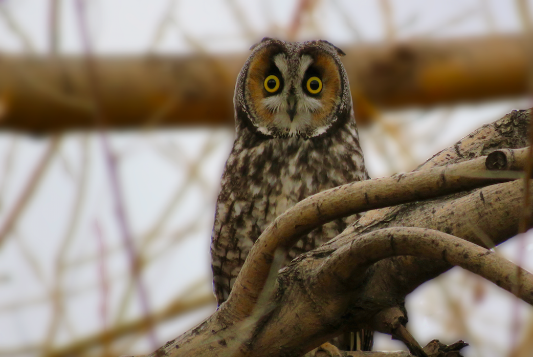 Long-eared Owl - ML84549731
