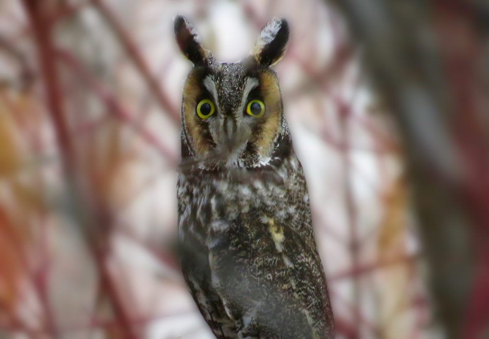 Long-eared Owl - ML84550231