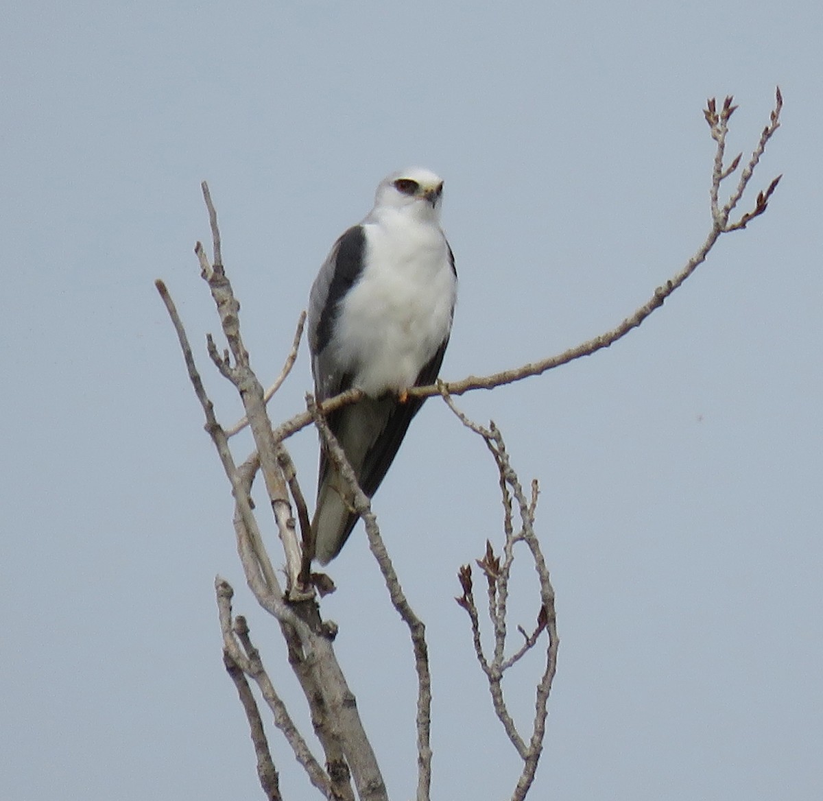 White-tailed Kite - George Chrisman