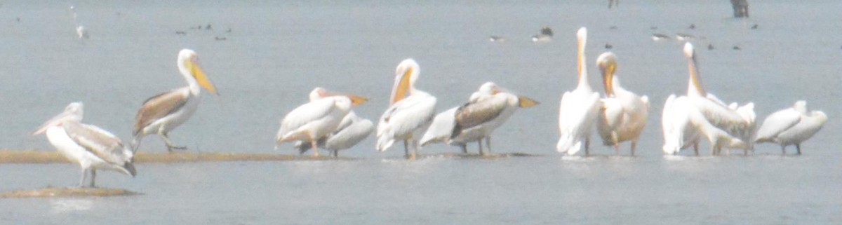 Great White Pelican - Ashish Jha