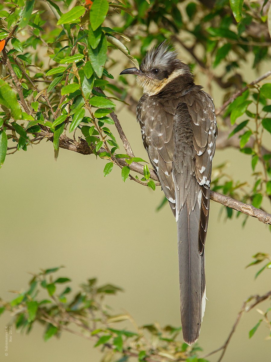 Great Spotted Cuckoo - ML84555321