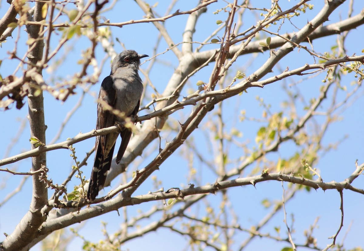 Gray-bellied Cuckoo - ML84556051