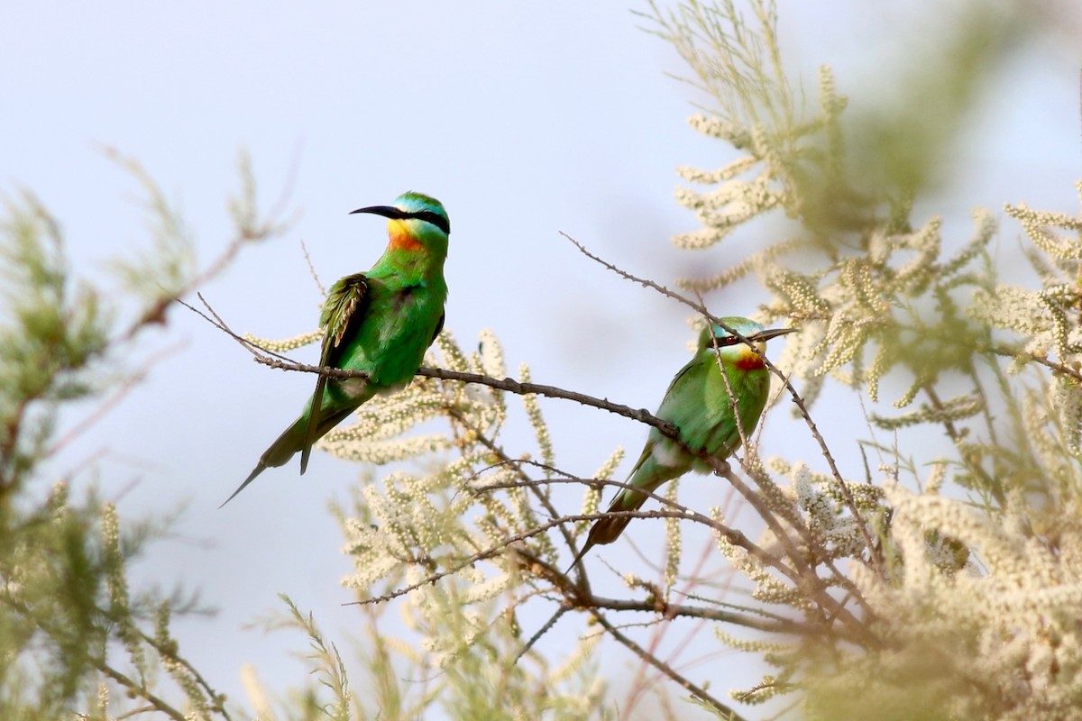 Blue-cheeked Bee-eater - ML84557381