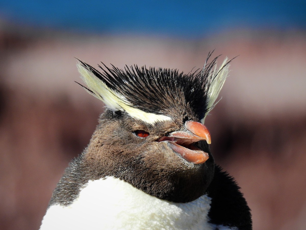 Pingüino Saltarrocas Meridional - ML84557931