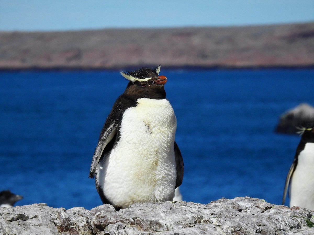 Pingüino Saltarrocas Meridional - ML84557991