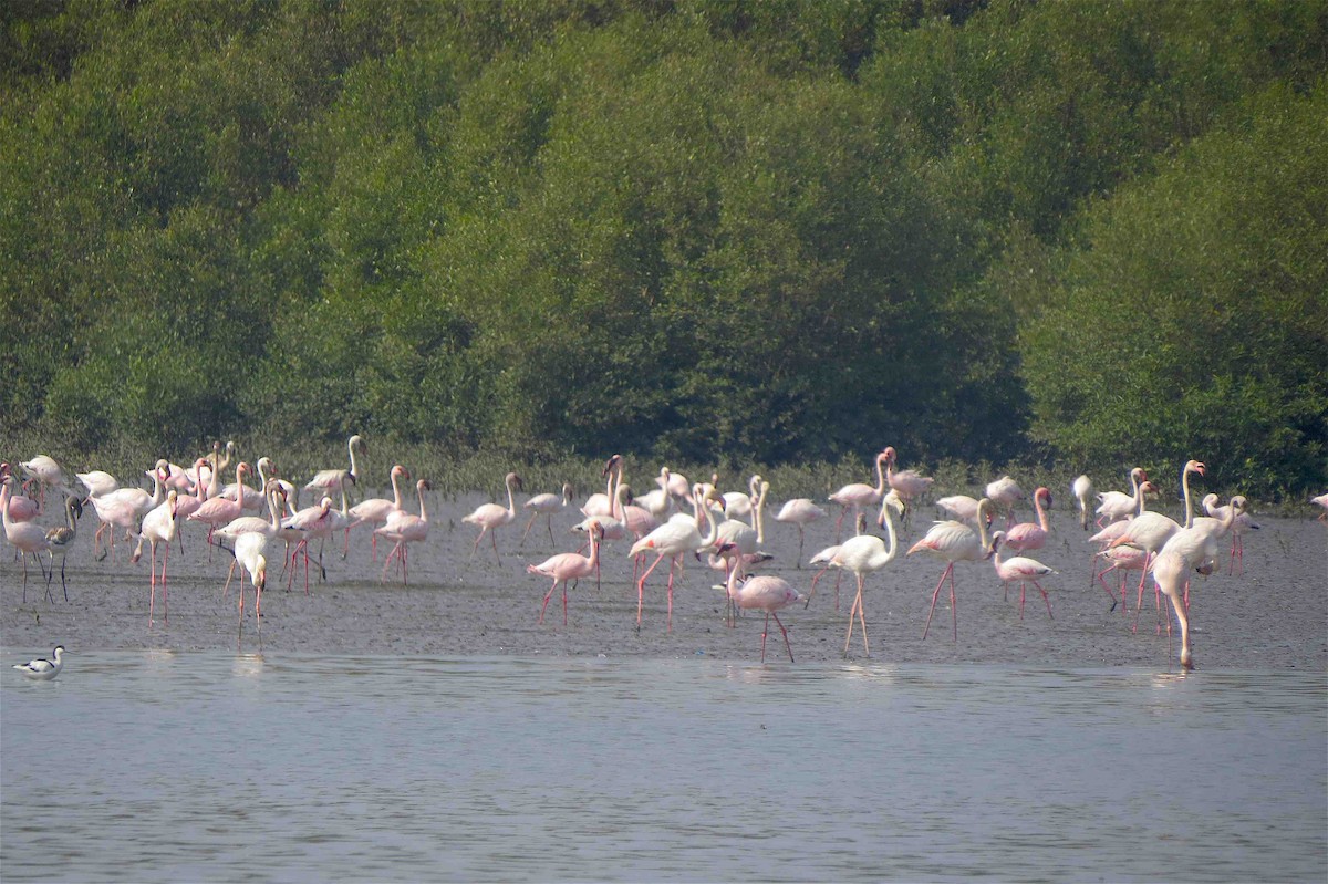 Greater Flamingo - Beena Menon